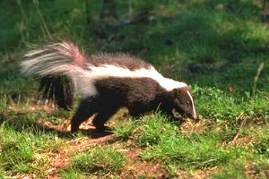 skunk on grass and dirt