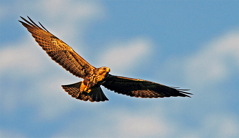 hawk in flight with blue sky in background
