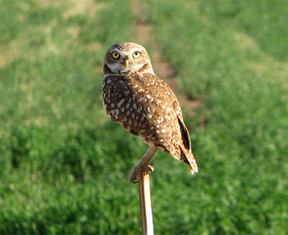 owl perching on wooden stick