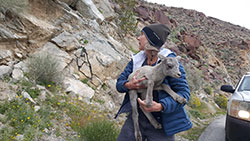 Janene Colby holding newborn lamb to return to its mother