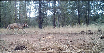 Adult gray wolf in Lassen National Forest in July 2018 - image open in new window