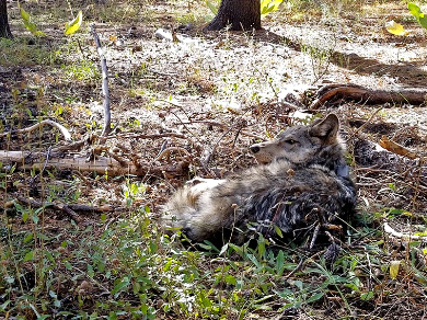 young female wolf with GPS collar laying down and looking the side