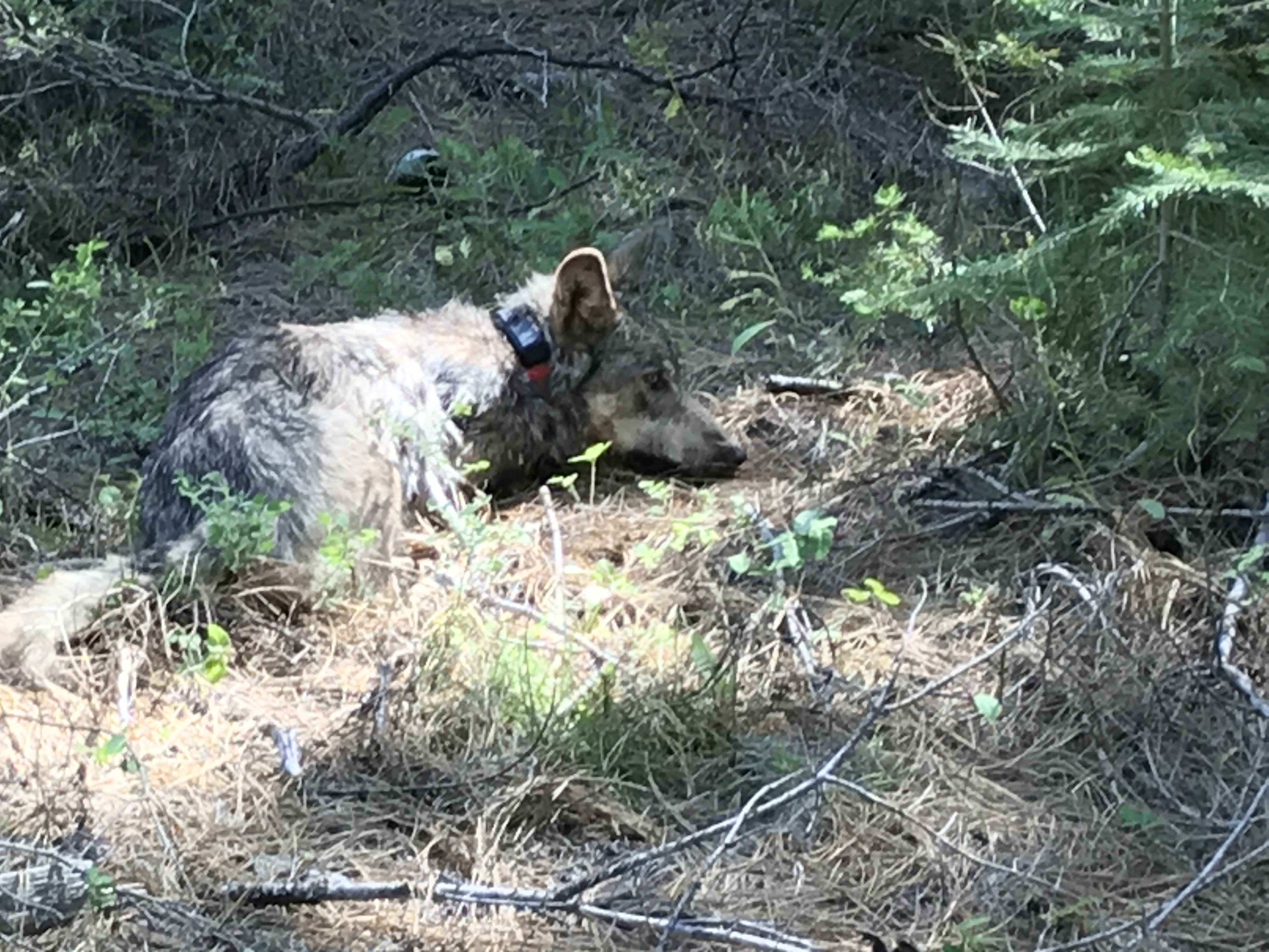 Female gray wolf after being fitted with a satellite tracking collar
