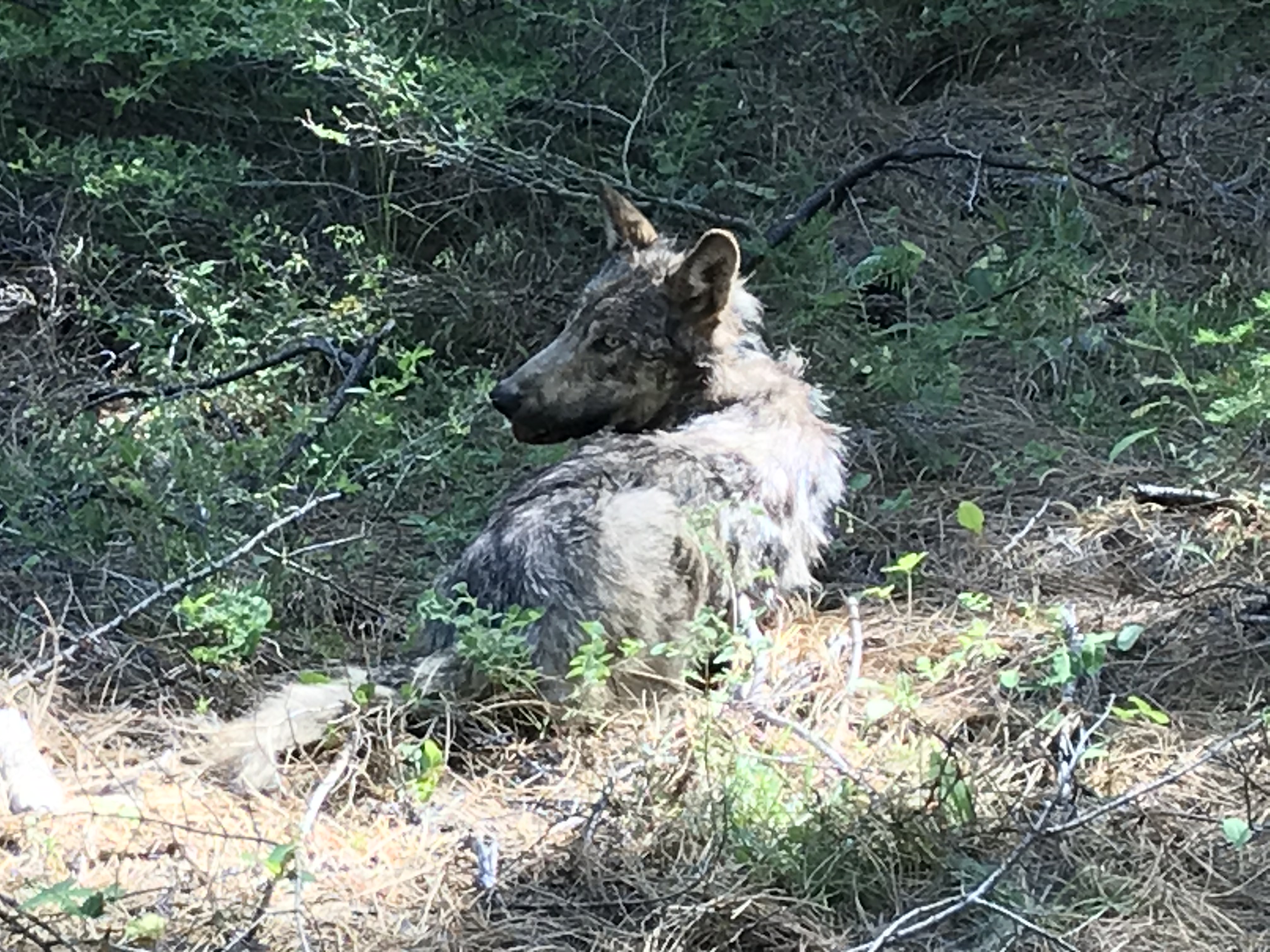 Female gray wolf after being fitted with a satellite tracking collar