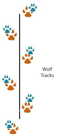 wolf track pattern
