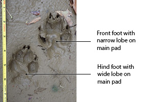 coyote track in mud