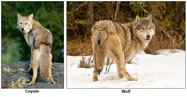 photos of coyote and wolf