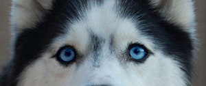 blue dog eyes
