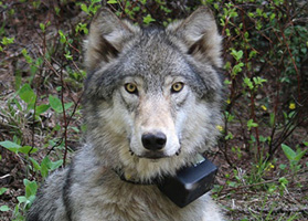head of gray wolf