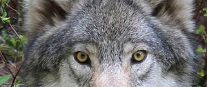 slanted, yellow wolf eyes