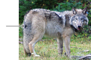 wolf with arrow indicating black spot on back of tail