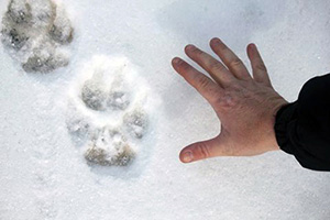 wolf track in snow