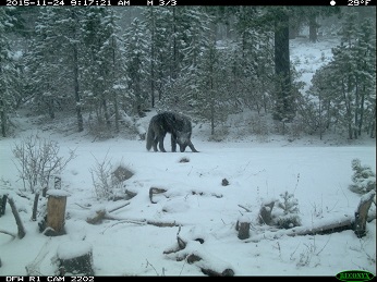 Member of Shasta Pack - image open in new window