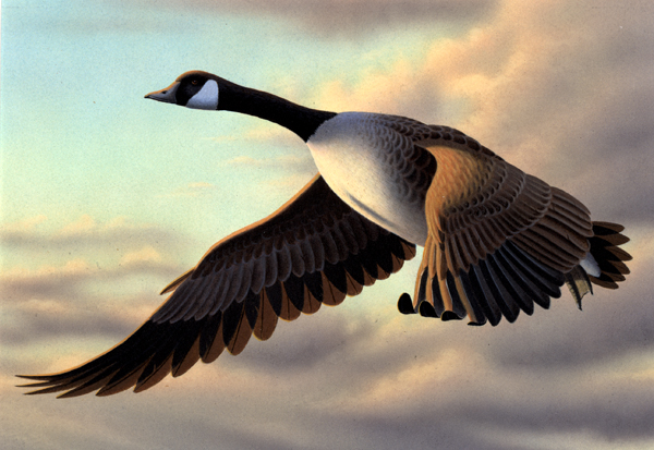 1990-canada-goose-ronald-louque.jpg