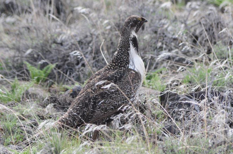 Greater sage-grouse in natural environment.
