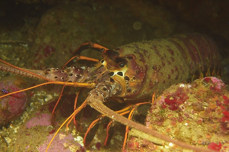 A close-up, underwater image of a spiny lobster on the sea floor.