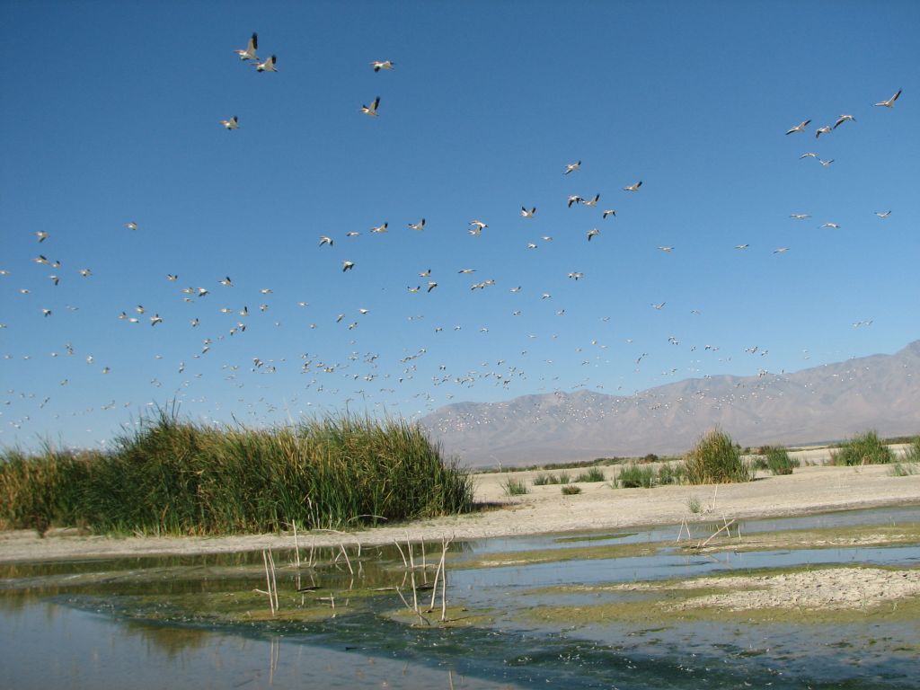 salton sea birds how did the salton sea form