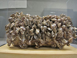 Image of quagga mussels found in Lake Mead