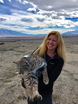 A blonde woman standing on a dry grass plain holds a large bobcat wearing a gray transmitting collar, under a partly cloudy, bright blue sky