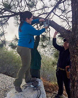 Three scientist attaching a trail camera to a tree branch for sheep survey - click to enlarge in new window
