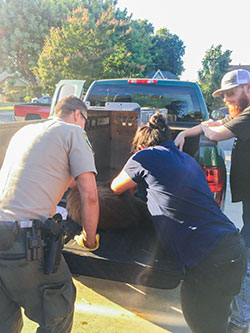 Three scientist loading an immobilized bear into the back of a truck to move to animal care facility - click to enlarge in new window
