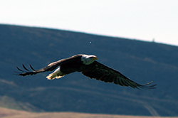 balk eagle in flight, wings nearly horizontal