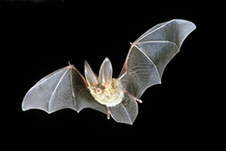 a bat with enormous ears and teeth showing, in flight