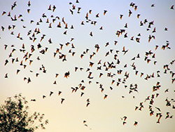 hundreds of bats fly overhead at sunset