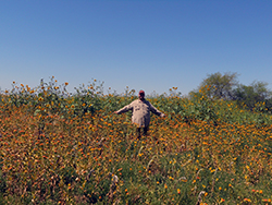 A man stands hip-deep in a field of orange safflowers and sunflowers, tall grasses, under a blue sky