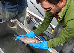 Scientist, Ben Ewing holding a silver colored fish over a boat