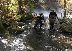 Four scientist are backpack electro fishing in a creek with rocks and trees
