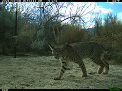 bobcat in sandy path with brush - click to enlarge in new window