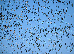 Hundreds of dark-colored birds fly together in a bright blue sky