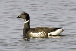 A goose-like seabird with a black beak, dark hood, neck and coat, and white underside floats on bay water