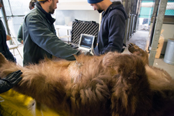 Two veterinarians look at an ultrasound image, behind an anesthetized bear lying on her back.