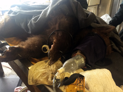 An anesthetized adult bear lies on her side, on a veterinary table, with eight acupuncture needles stuck in her legs, shoulder, paws and snout