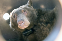 A sad-looking bear looks up from an artificial enclosure