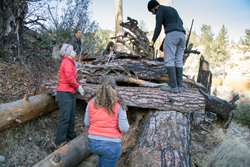 Two women and a man build a bear den of fallen logs and forest materials in the wilderness