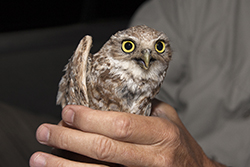 Burrowing Owl in hand