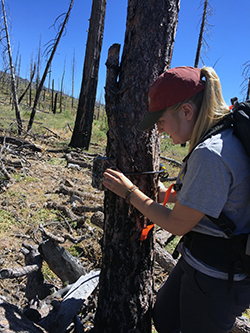 A young woman attaches a trail camera to a dead tree trunk.