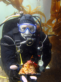 SCUBA diver in kelp forest holds large sea snail