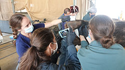 veterinary team working on a burned bear in the lab