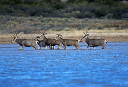 Five deer wade knee-deep in blue lake water