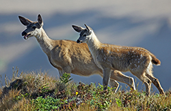 Doe and fawn look out from a dry-grassy ridge