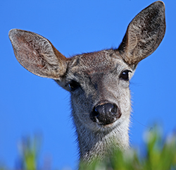 cute face of a mule deer