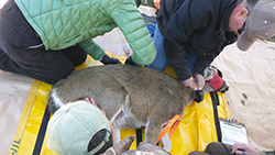 Three people check and attach a collar to a doe