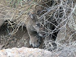 A mountain lion crouches, well camouflaged by boulders and sandy soil under dead branches
