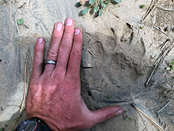 a man's hand laid flaat on sandy soil, next to a mountain lion track
