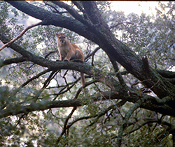 A golden-coated mountain lion sits high on a large limb of an oak tree
