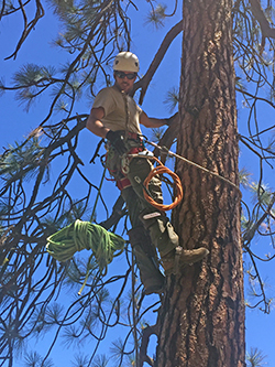 Man wearing a hard hat and climbing gear, working his way up a tall pine tree, under a royal blue sky
